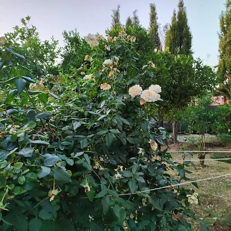 Filoxenia Di Umberto 컨트리하우스 사사리