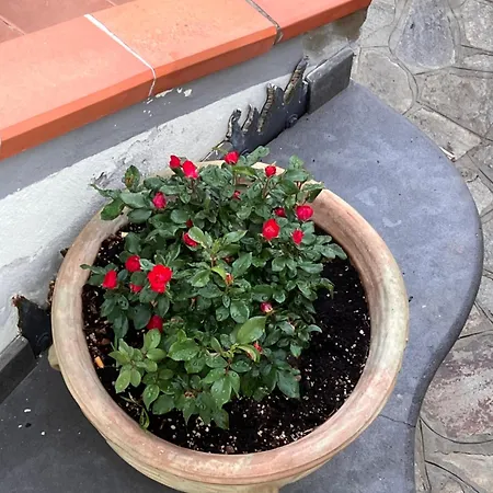 Filoxenia Platamona Portotorres Gospodarstwo wiejskie Sassari